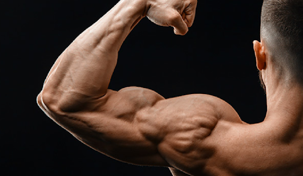 Some facts and exercises about muscle building