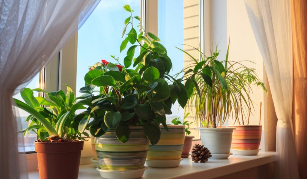  Benefits of having plants at home